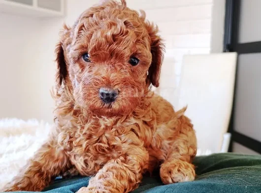 Red Brown Toy Poodle En Özel Yavrular görsel