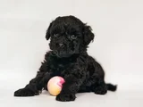 Kara Elmas Toy Poodle Yavrular Teslime Hazır