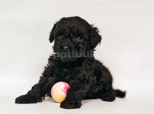 Kara Elmas Toy Poodle Yavrular Teslime Hazır görsel