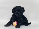 Kara elmas toy poodle yavrular teslime hazır