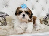 Mükemmel Irkının En Güzeli Shihtzu Yavrular