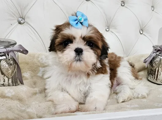 Mükemmel Irkının En Güzeli Shihtzu Yavrular görsel