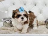 Mükemmel ırkının en güzeli shihtzu Yavrular