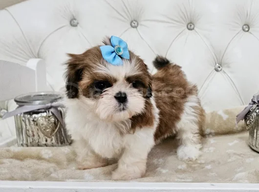 Mükemmel Irkının En Güzeli Shihtzu Yavrular