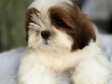 Irk Güzeli Shihtzu Yavrular