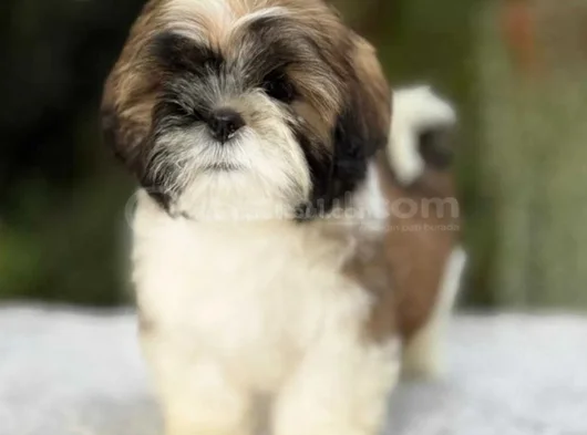 Irk Güzeli Shihtzu Yavrular görsel
