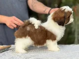Irk Güzeli Shihtzu Yavrular