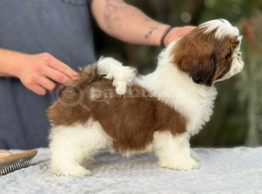 Irk Güzeli Shihtzu Yavrular görsel