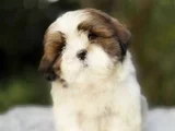 Irk güzeli shihtzu yavrular
