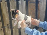 Kısa Bacak Kısa Kuyruk Jack Ruseel Terrier
