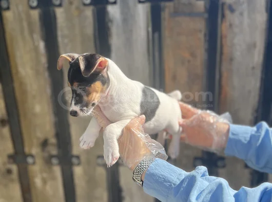 Kısa Bacak Kısa Kuyruk Jack Ruseel Terrier görsel