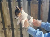 Kısa Bacak Kısa Kuyruk Jack Ruseel Terrier