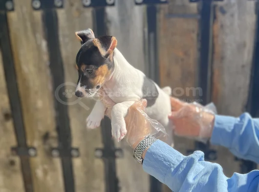 Kısa Bacak Kısa Kuyruk Jack Ruseel Terrier görsel