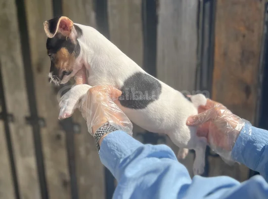 Kısa Bacak Kısa Kuyruk Jack Ruseel Terrier görsel