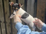 Kısa Bacak Kısa Kuyruk Jack Ruseel Terrier