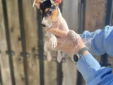 Kısa Bacak Kısa Kuyruk Jack Ruseel Terrier
