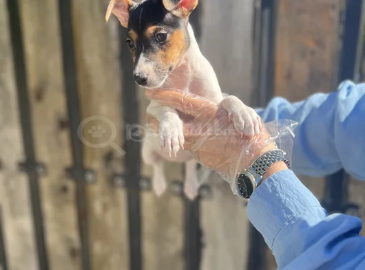 Kısa Bacak Kısa Kuyruk Jack Ruseel Terrier görsel