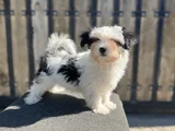 Dizayn Irk Morkie Yavrular