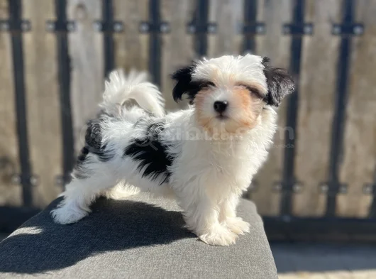 Dizayn Irk Morkie Yavrular görsel