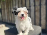 Dizayn ırk Morkie Yavrular