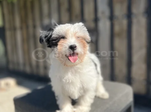 Dizayn ırk Morkie Yavrular