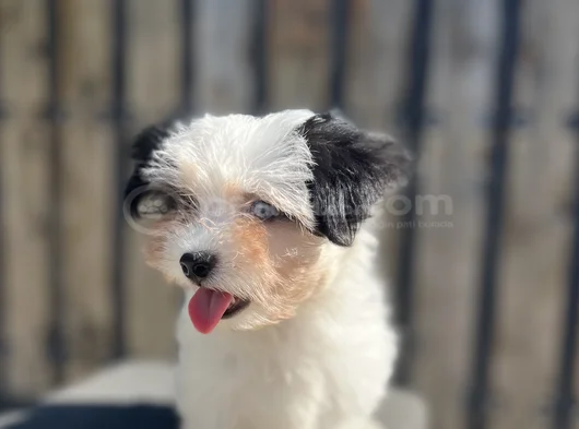 Dizayn Irk Morkie Yavrular görsel