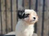 Dizayn Irk Morkie Yavrular