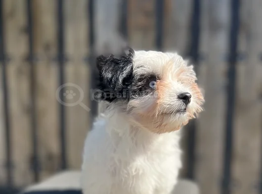 Dizayn Irk Morkie Yavrular görsel
