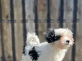 Dizayn Irk Morkie Yavrular