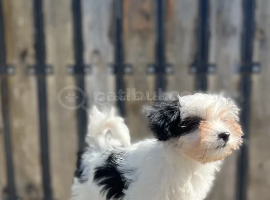 Dizayn Irk Morkie Yavrular görsel