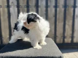 Dizayn Irk Morkie Yavrular