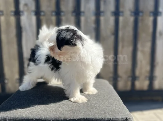 Dizayn Irk Morkie Yavrular görsel