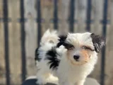 Dizayn Irk Morkie Yavrular