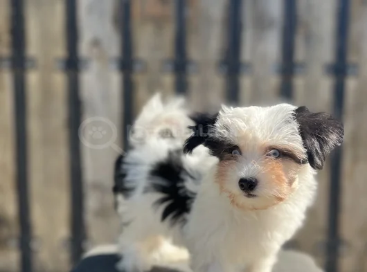 Dizayn Irk Morkie Yavrular görsel