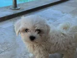 Mini Boy Maltese Terrier