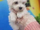Mini Boy Maltese Terrier