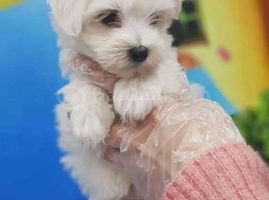 Mini Boy Maltese Terrier görsel