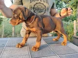 King Kızıl Ve Siyah Doberman Yavruları