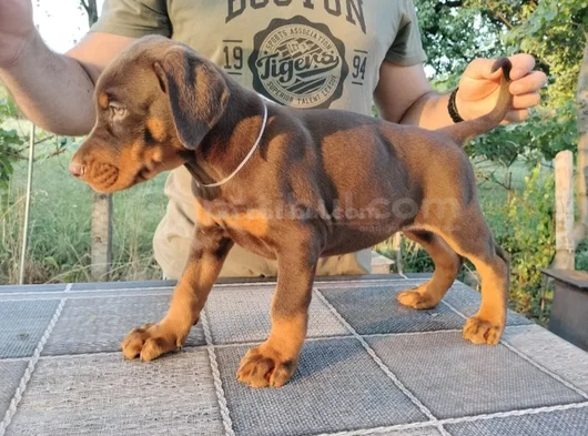 King Kızıl Ve Siyah Doberman Yavruları görsel