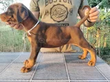 King Kızıl Ve Siyah Doberman Yavruları