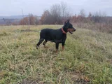 King Kızıl Ve Siyah Doberman Yavruları