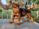 King kızıl ve siyah doberman yavruları