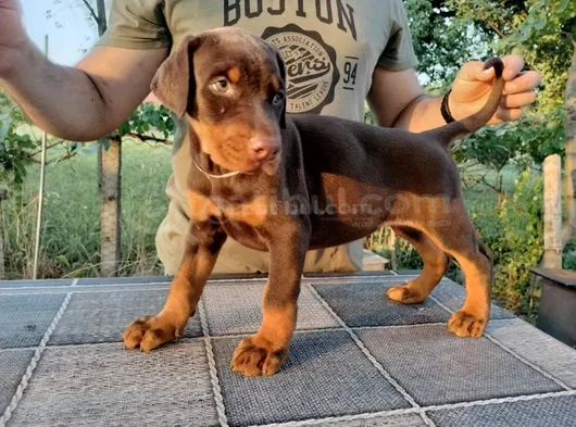 King Kızıl Ve Siyah Doberman Yavruları