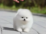 Fcı scrli garantili boo bebeklerimiz