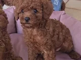 Toy poodle dişi yavrumuz