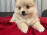 Erkek dişi pomerian boo bebekler