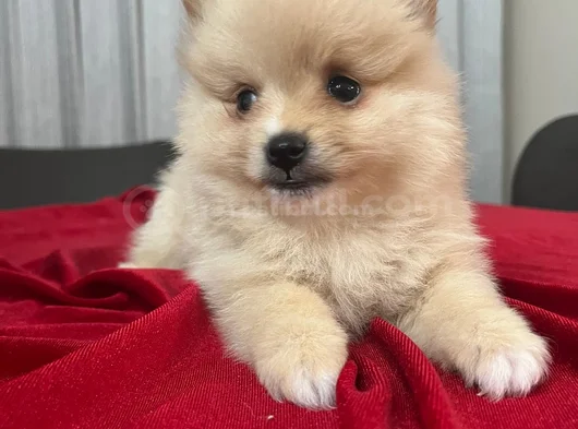 Erkek Dişi Pomerian Boo Bebekler