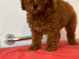 Irk Ve Sağlik Garanti̇li̇ Poodle Yavrulari