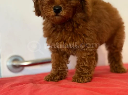 Irk Ve Sağlik Garanti̇li̇ Poodle Yavrulari görsel