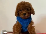 Poodle Bebekleri̇ Anne Altindan Ev Ortamindan